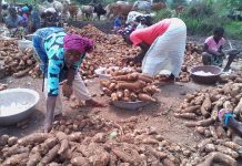 ABENGOUROU : CES FEMMES DE SANKADIOKRO QUI RAVITAILLENT LE MARCHÉ DU ‘’GARBA’’ À ABIDJAN