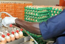 La filière avicole ivoirienne bénéficie d’un nouveau coup de pouce pour son développement