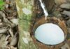 La Côte d’Ivoire prévoit une production de caoutchouc naturel de 1,2 million de tonnes en 2022
