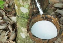 La Côte d’Ivoire prévoit une production de caoutchouc naturel de 1,2 million de tonnes en 2022