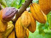 Résultat de recherche d'images pour "images de cacao"