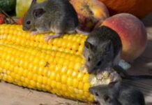 Eloignez les souris de chez vous avec cet ingrédient insoupçonné, mais très efficace