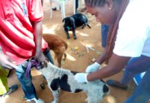 Un cas de rage a été confirmé à Montézo, à Alépé.